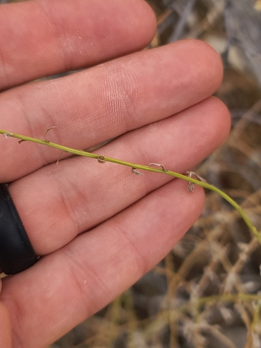 Image of Baccharis brachyphylla by no rights reserved