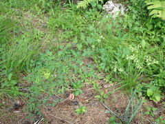 Thalictrum minus hypoleucum