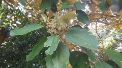 Miconia argentea