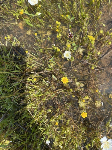 iNaturalist observation photo of Fremont's goldfields