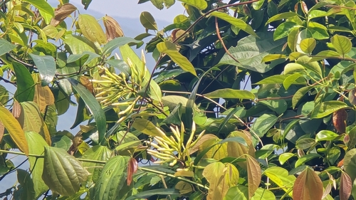 Anodendron benthamianum (Anodendron benthamianum)