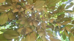 Chrysophyllum mexicanum