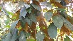 Chrysophyllum mexicanum