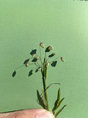 iNaturalist observation photo of Little quaking-grass