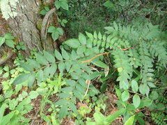 Zanthoxylum piperitum