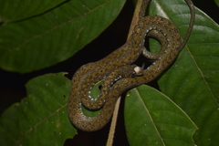 Hebius flavifrons