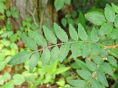 Zanthoxylum piperitum