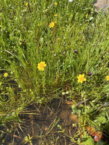 iNaturalist observation photo of Fremont's goldfields