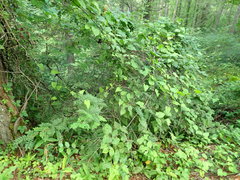 Zanthoxylum piperitum