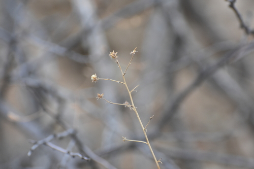 Image of Baccharis brachyphylla by no rights reserved