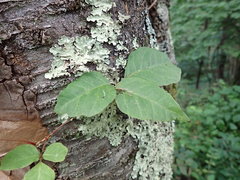 Toxicodendron orientale