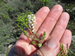 Hebenstretia robusta