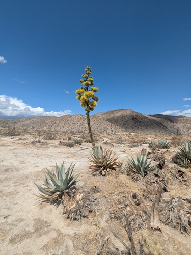 Desert Agave