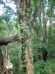 Toxicodendron orientale