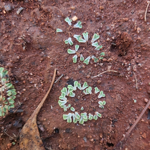 Image of Riccia lamellosa by (c) jaimshae, some rights reserved (CC BY)