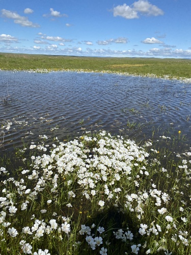 iNaturalist observation photo of Douglas' meadowfoam