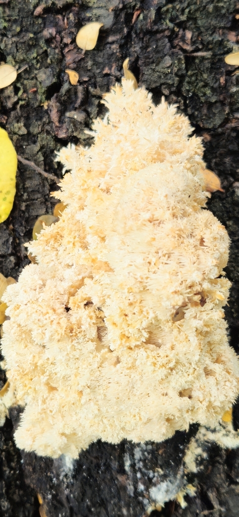 Hericium novae-zealandiae · April 2025 · photo: © shane212 (iNaturalist, cc0)