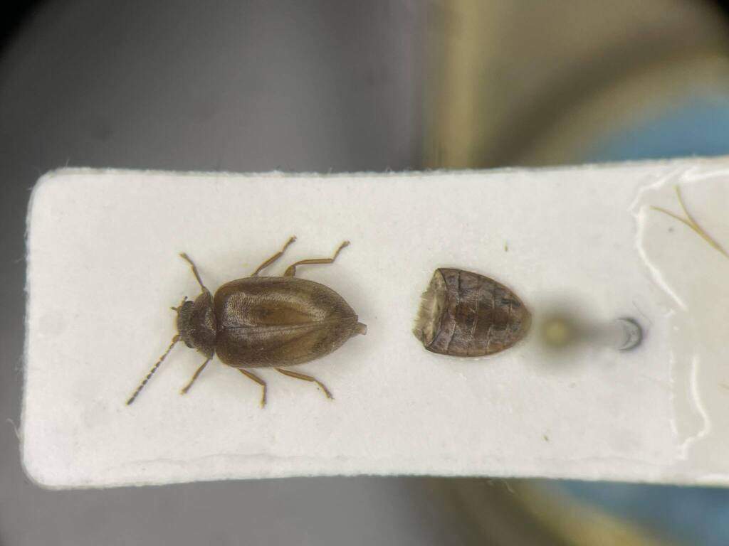 Contacyphon ochreatus