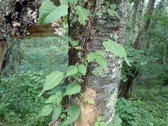 Toxicodendron orientale