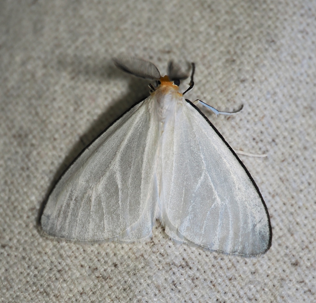 Olapa nigricosta