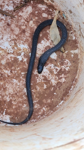 Blue-bellied Black Snake sighting