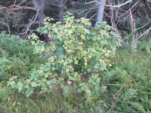 Kalninis serbentas nuotrauka