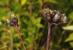 Saussurea pseudotilesii