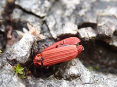 Lopheros rubens