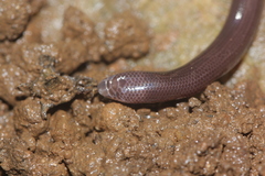 Dibamus bourreti