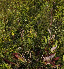 Saussurea pseudotilesii