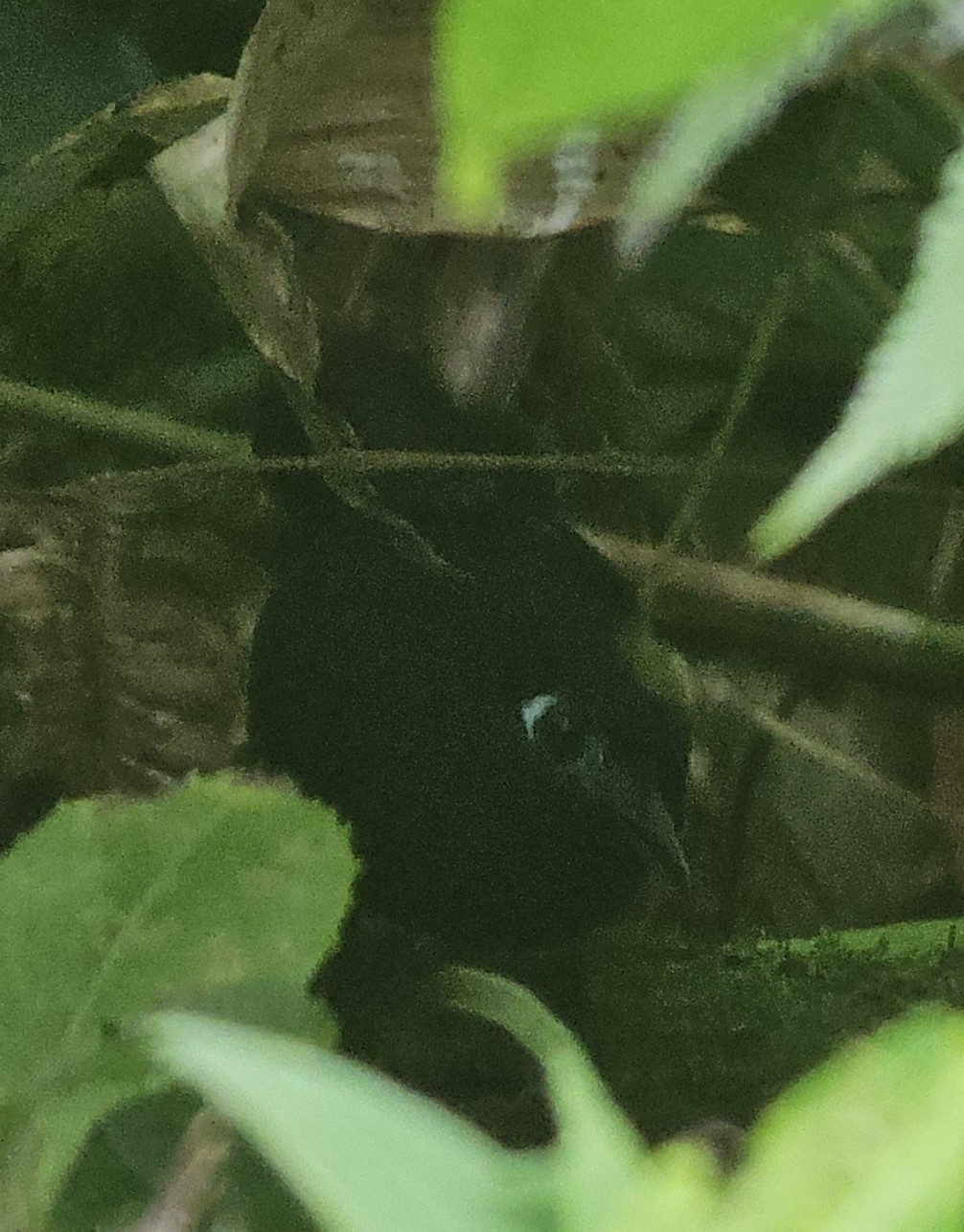 Zeledon's Antbird (Hafferia zeledoni), photo 2