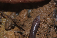 Dibamus bourreti
