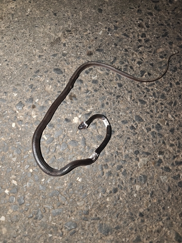 Malayan Banded Wolf Snake