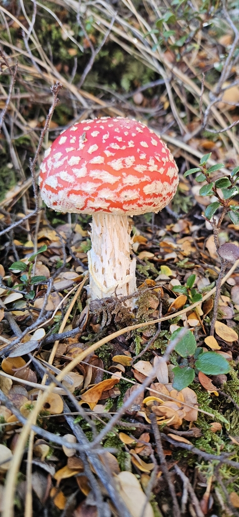 Amanita muscaria · April 2025 · photo: © shane212 (iNaturalist, cc0)