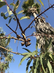 Eucalyptus erythrocorys