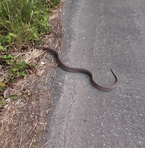 Monocled Cobra