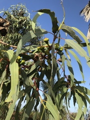 Eucalyptus erythrocorys