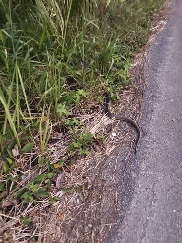 Monocled Cobra