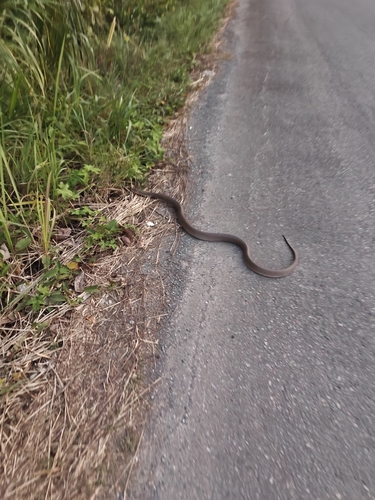 Monocled Cobra