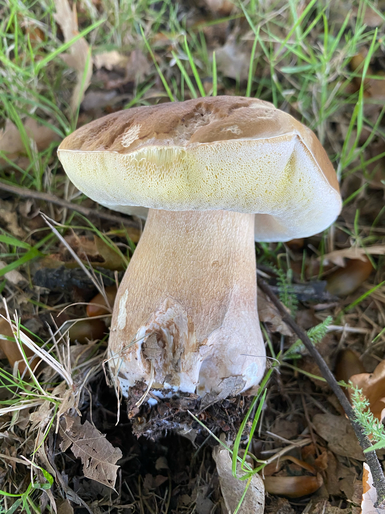 Boletus edulis · April 2025 · photo: © crellow (iNaturalist, cc0)