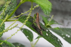 Parapodisma tenryuensis