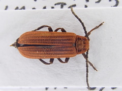 Lopheros rubens