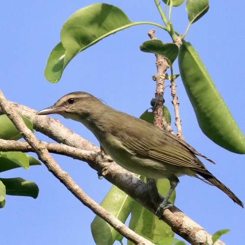Black-whiskered Vireo