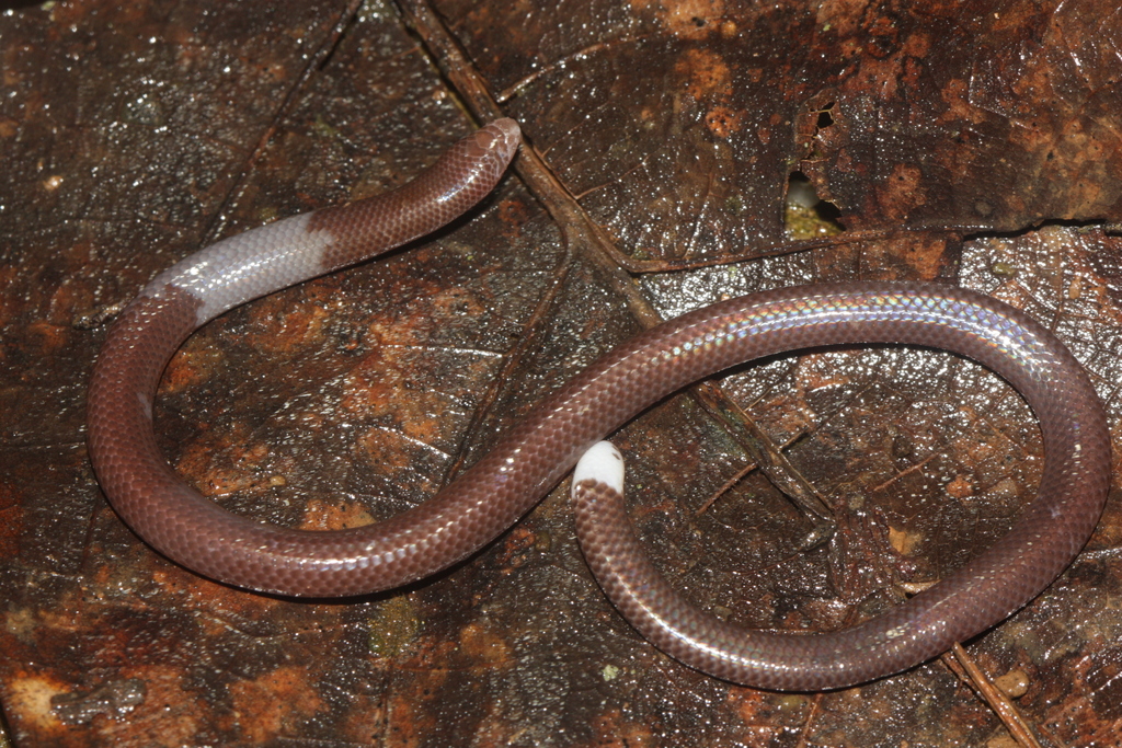 Bourret's Blind Skink