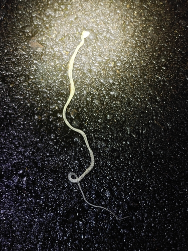 Many-spotted Cat Snake