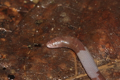 Dibamus bourreti