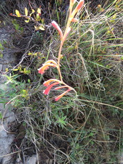 Polianthes geminiflora