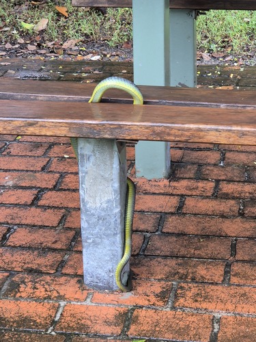 Common Tree Snake sighting