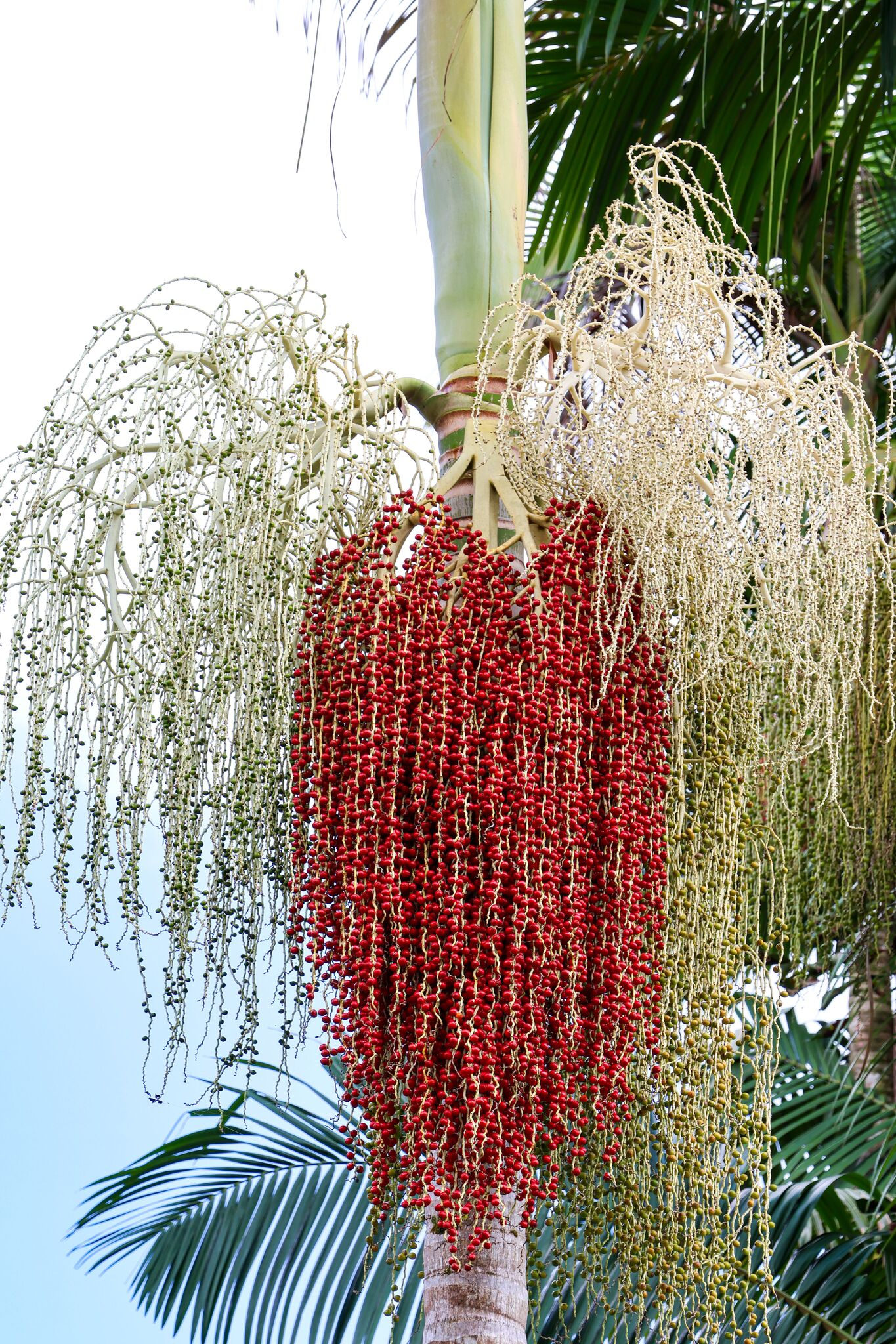 Imagem de Palmeira-real-australiana