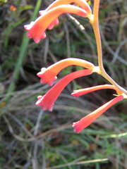 Polianthes geminiflora